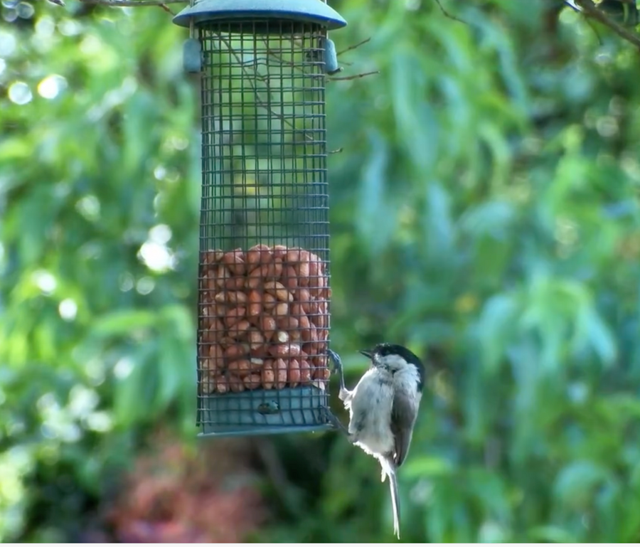 A small black-and-white bird perched beside a hanging peanut feeder in a leafy garden.