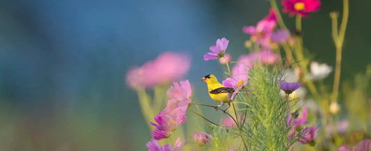 why birds matter for the ecosystem world environment day American Goldfinch in wildflowers