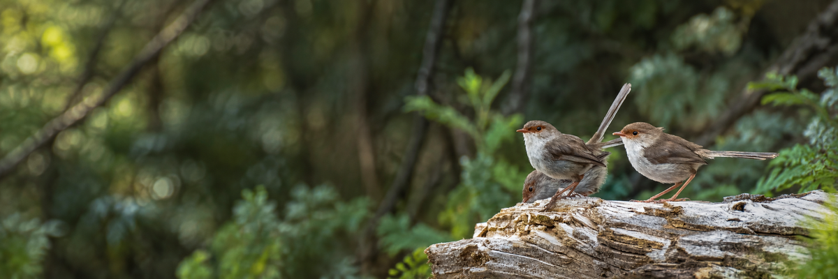 Birds perched on a woodland log illustrating how to spot birds you can hear but cannot see