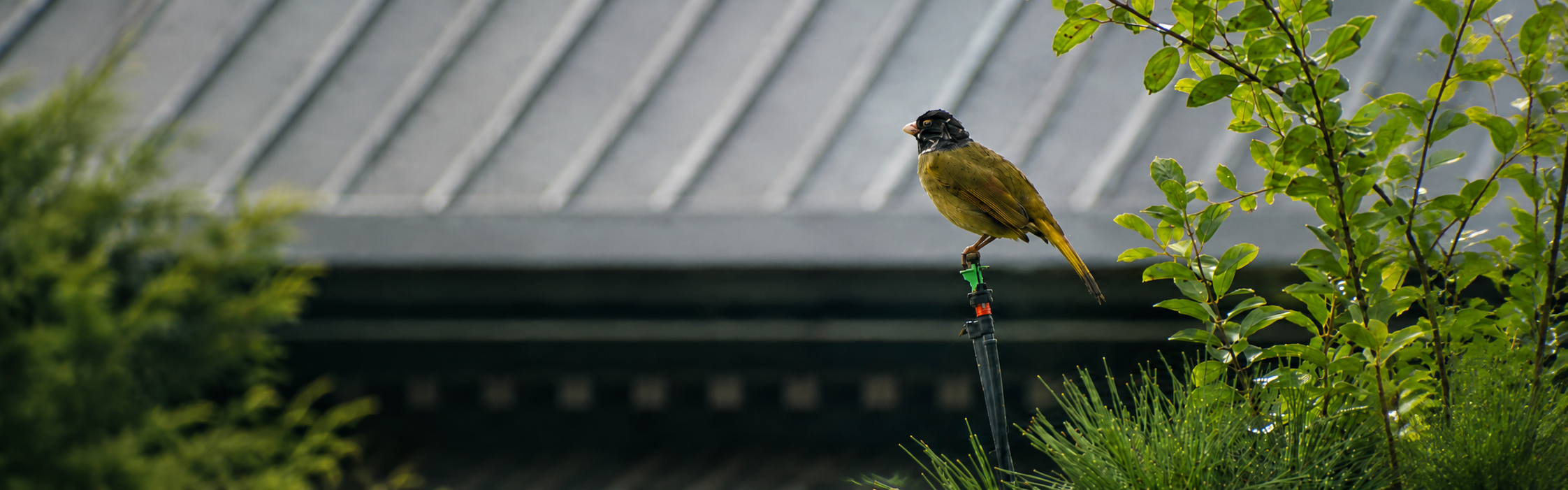 bird captured by solvia 8X32 binoculars with camera tips