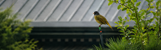 bird captured by solvia 8X32 binoculars with camera tips