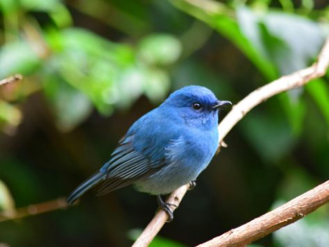 Blue bird perched on a branch with a blurred green foliage background