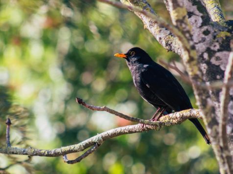 Black bird perched on a branch with a blurred green background