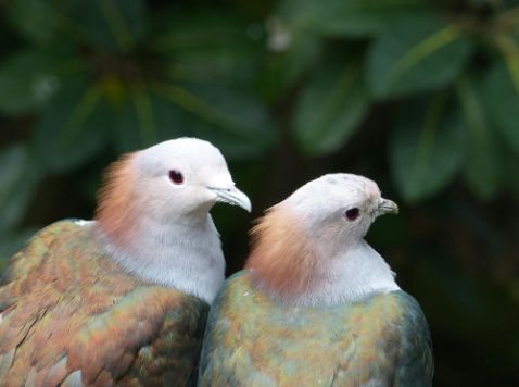 Two birds with green and brown plumage standing close to each other against a blurred green leafy background.