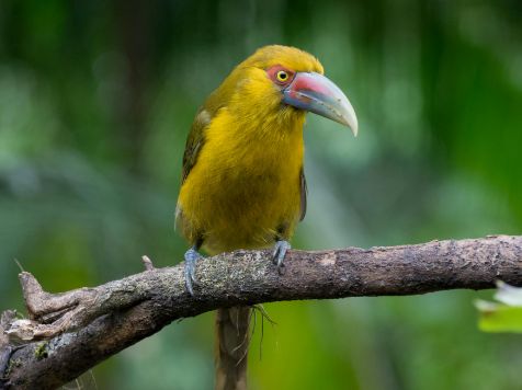 Yellow bird with a red face and white beak perched on a branch against a blurred green background