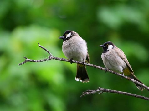 Two birds perched on a branch with a blurred green background