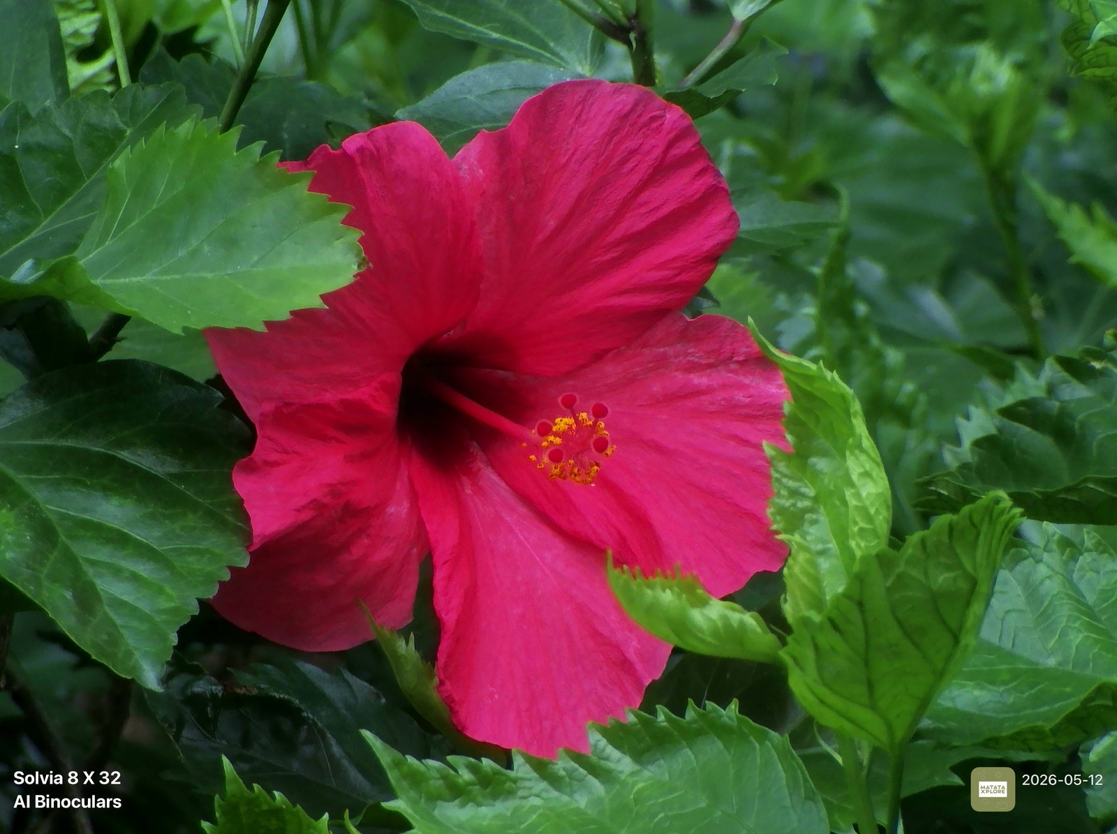 Red flower with green leaves in the background