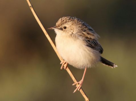 Small bird perched on a branch with a blurred natural background
