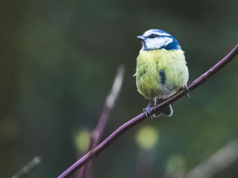 Yellow and blue bird perched on a branch with a blurred green background