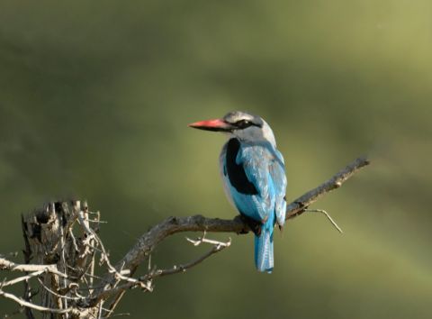 Blue and green bird perched on a branch with a blurred green background