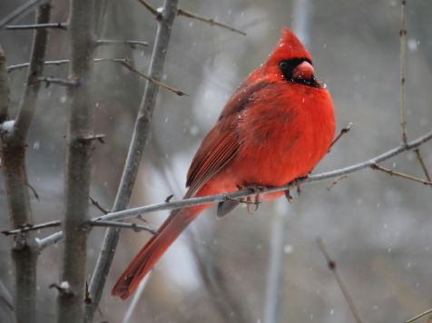 Red cardinal bird perched on a branch during a snowfall