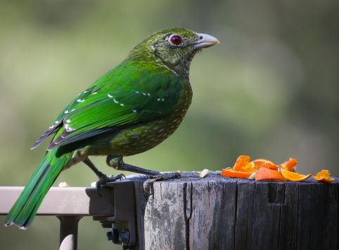 Green bird perched on a wooden post with blurred green background
