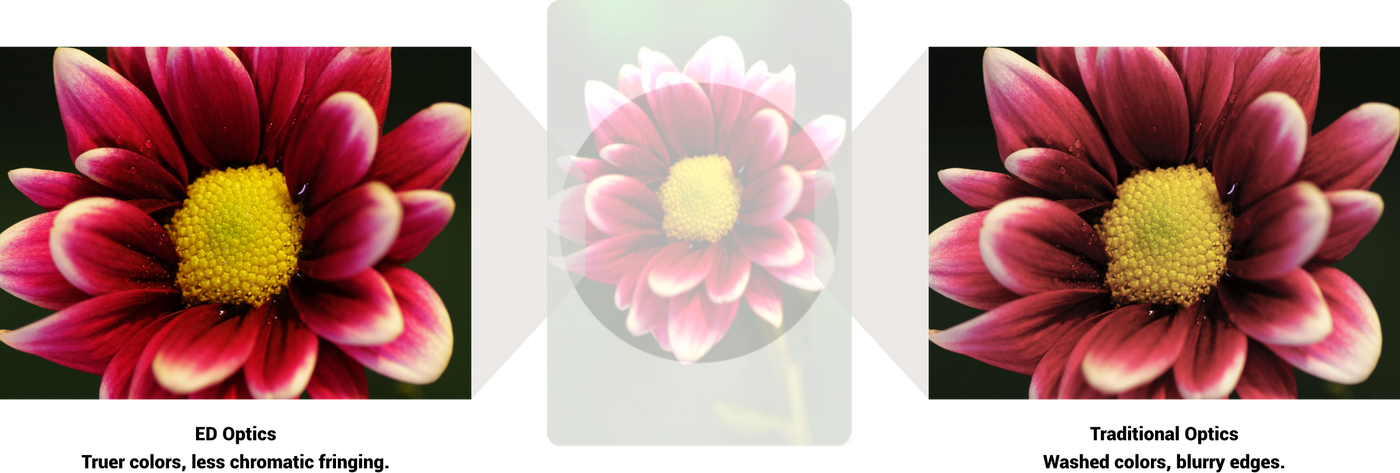 Comparison of flower images with ED Optics and Traditional Optics on a white background.