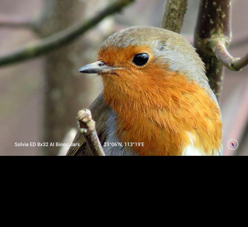 Close-up of a robin perched on a branch with blurred background with gps info at the bottom