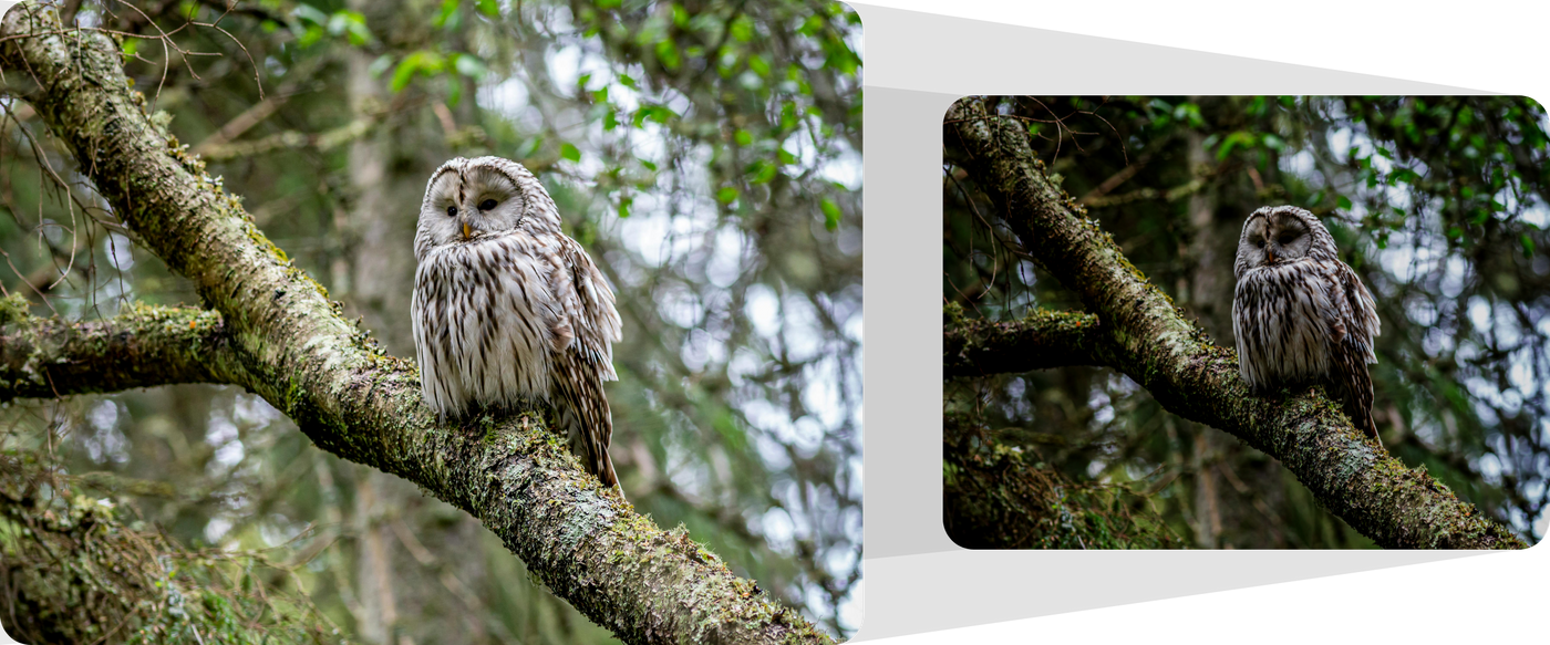 Image comparing an owl perched on a branch before and after low light enhancement.