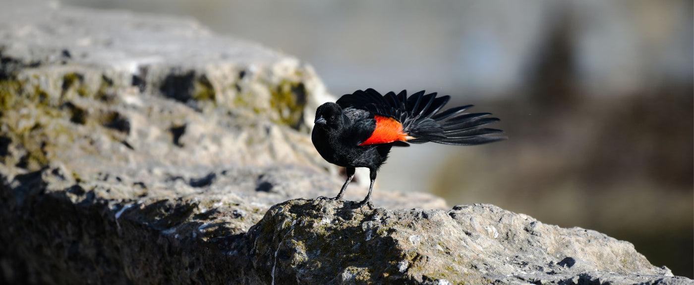 Black and red bird perched on a rock with a blurred natural background