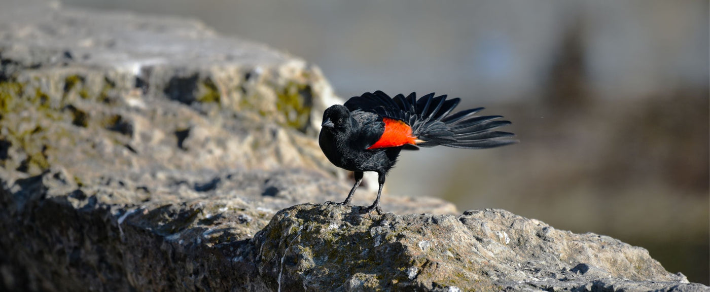 Black and red bird perched on a rock with a blurred natural background