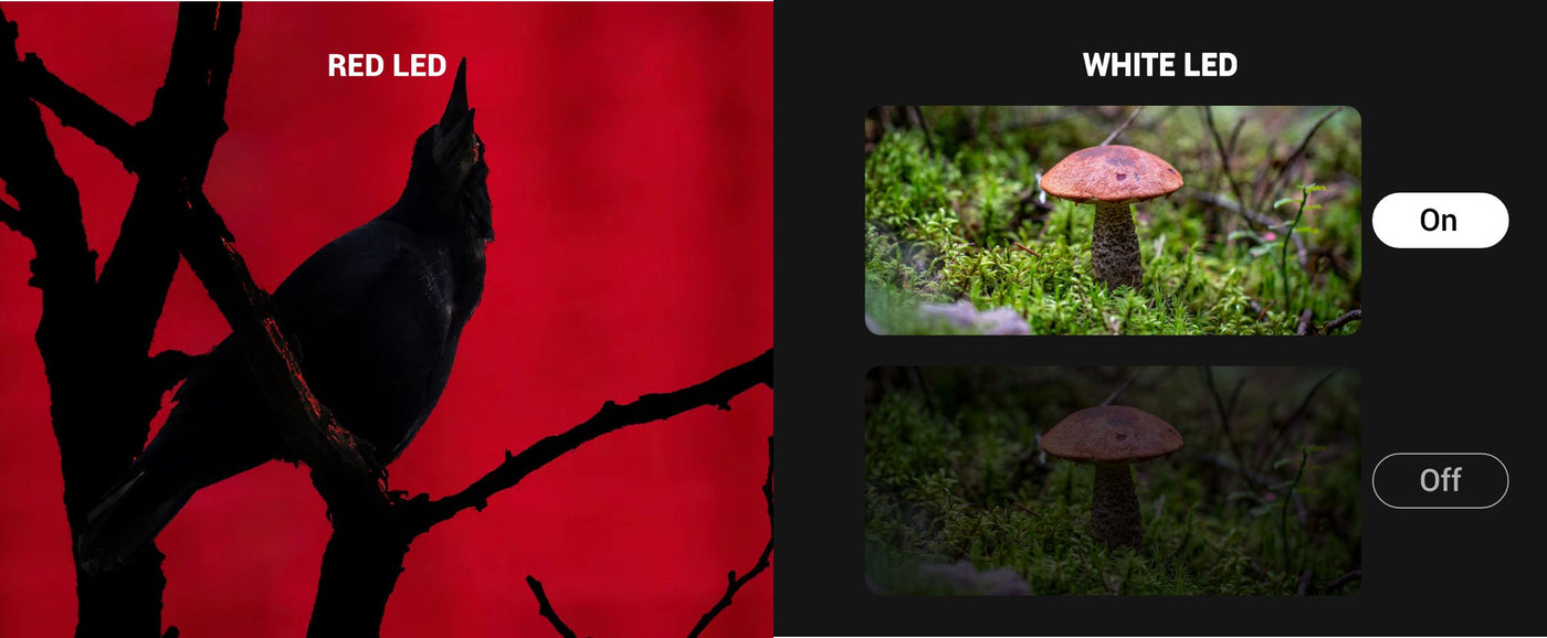 Comparison of red and white LED lights with a black bird silhouette on red and a mushroom on green.