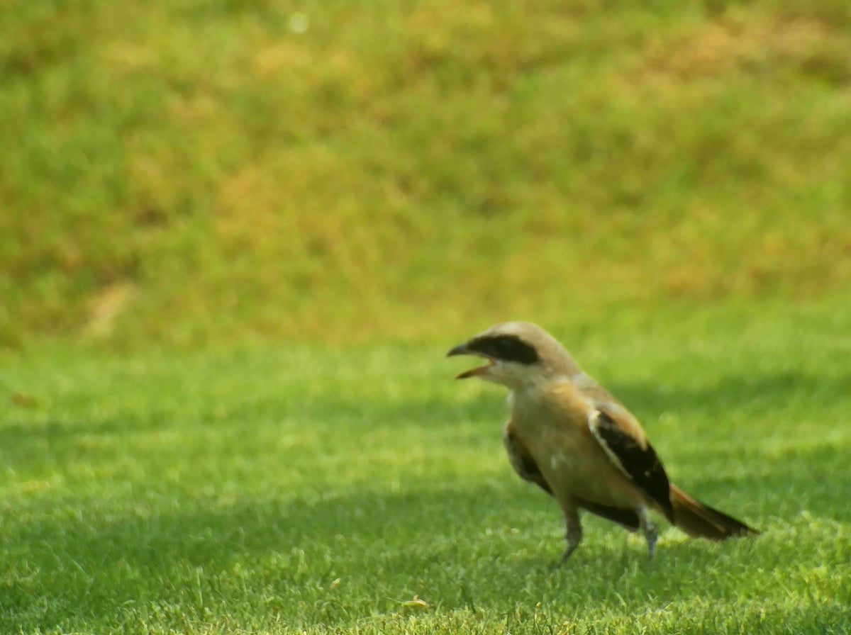 Long-tailed Shrike calling while standing on green grass, photographed with Solvia 8x32 AI binoculars.