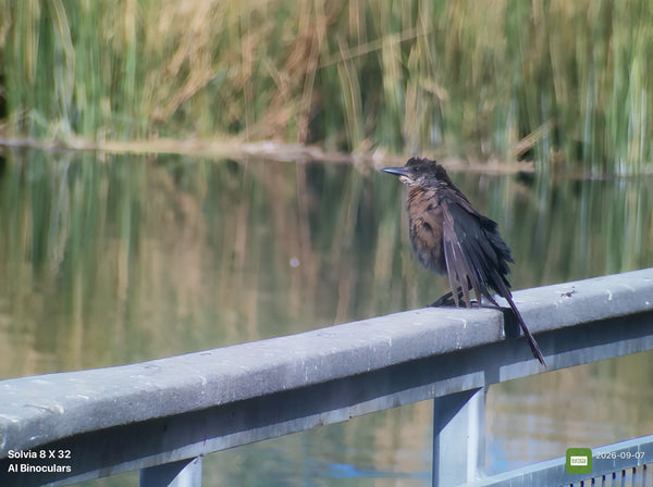 @mama.birder