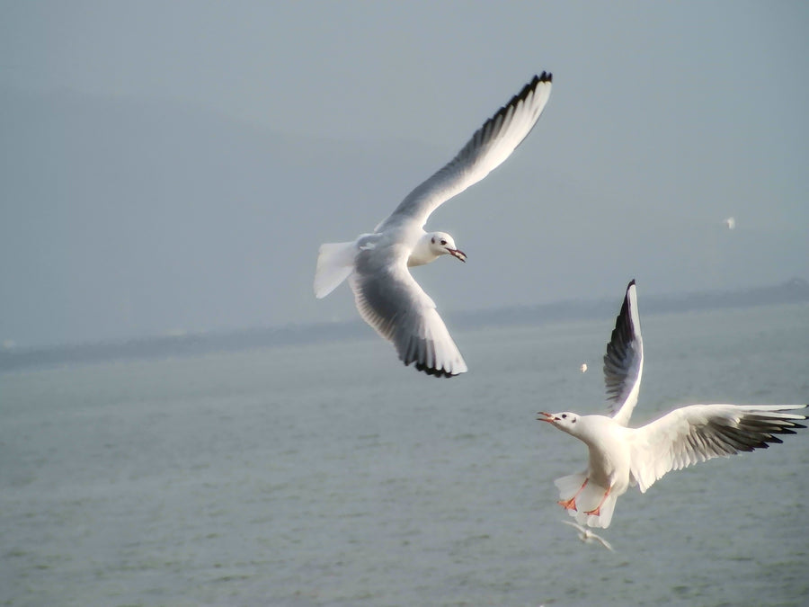 Two gulls flying above the water and competing for a small piece of bread in midair.