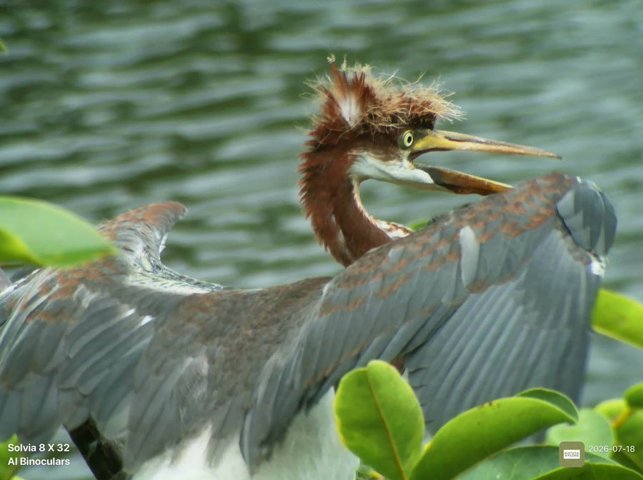 Close-up of a heron spreading its wings beside the water, captured through Solvia 8×32 AI Binoculars.