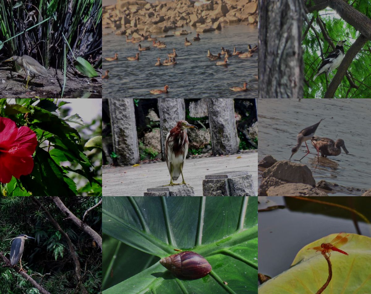 multiple photos captured by SOLVIA ED 8x32 binoculars