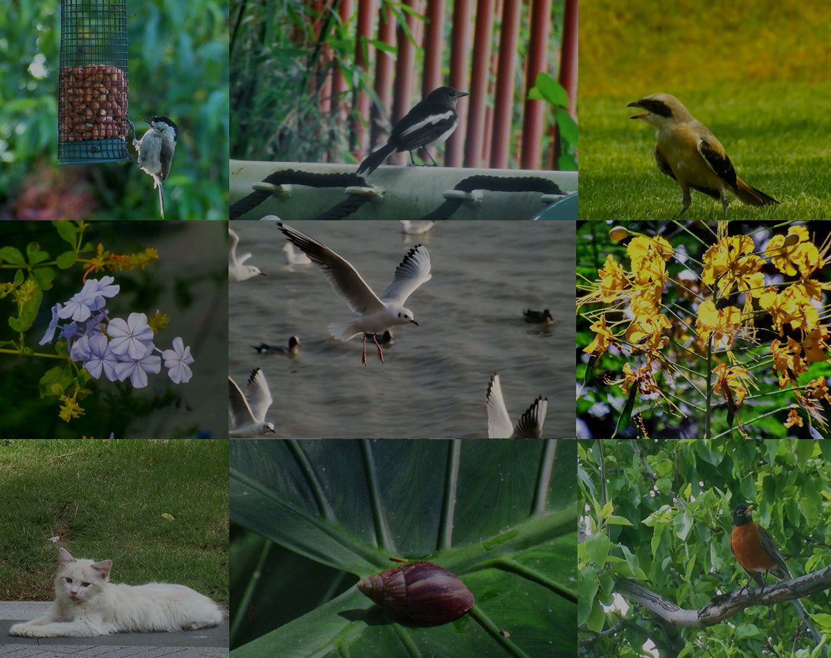 A 3x3 collage of nature and pet photographs, including birds, a cat, flowers, leaves, and a bird feeder, with a dark overlay that reduces visibility.
